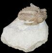 Bumpy Hoplolichoides Trilobite From Russia #11994-6